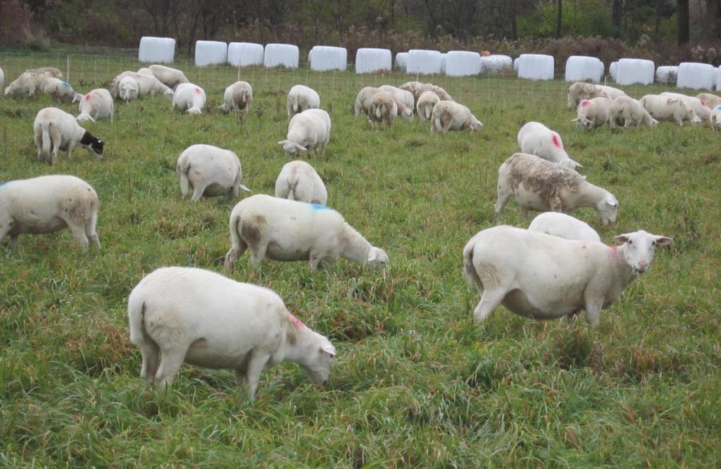 6114 Italy Valley Rd Naples NY 14512 Hello One of the fall jobs on the farm is to sort lambs from the ewes and the yearling calves from