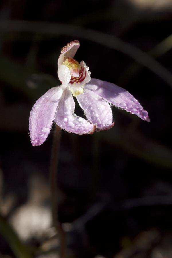 Chiloglottis valida - Bird orchid