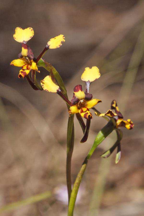 - Diuris chryseopsis, flowering