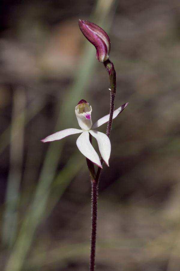 Glossodia major, - Wax-lip orchid