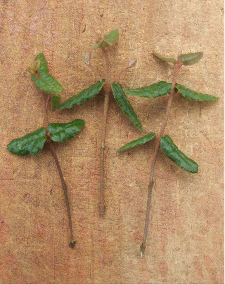Correa seed is difficult to obtain and germinate but the plants don't seem to know this and seedlings do readily appear in gardens along with many hybrid cultivars.