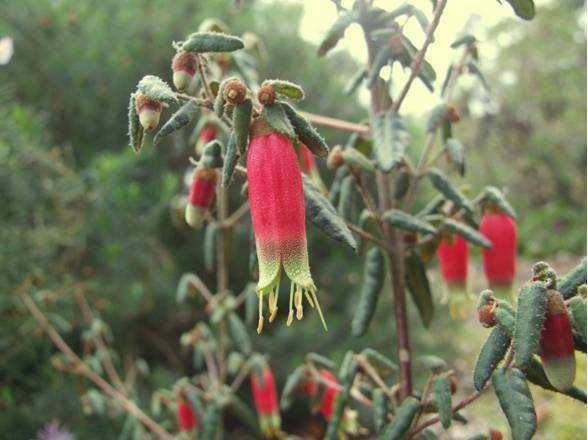 news on recent cultivars ο Host a Correa Crawl in June each year David & Barbara have donated a copy of the Correa Disc to the APS Mitchell Group Library and is available for loan at monthly meetings.