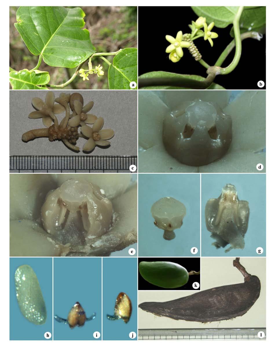 C. Murugan and M.Y. Kamble 85 Fig. 2. Tylophora nicobarica Murugan et M.Y. Kamble, sp. nov.: a. A flowering branch; b, c.