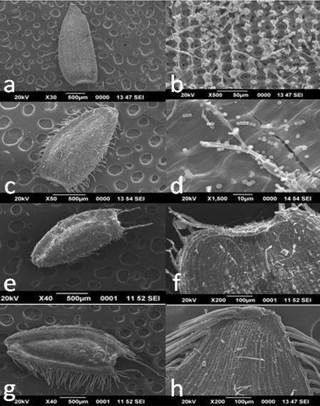 Fig. 2A. SEM images of cypsela of Spilanthes Jacq. a) Cypsela of S. calva b) portion enlarged c) Cypsela of S.
