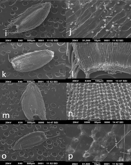 paniculata h) portion enlarged Fig. 2B. SEM images of cypsela of Spilanthes Jacq. i) Cypsela of S.