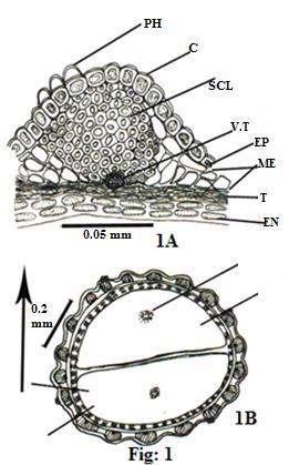 17 Mesocarpic vascular bundle (vb) Present Present, (vb also present Present Present Present within testa ) 18 Mesocarpic cavity Absent Present Absent Present Absent 19 Testa thickness (in µm) 9.7-19.