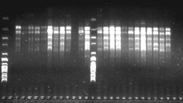 Characterization of kolomikta kiwi (Actinidia kolomikta) genetic diversity by RAPD fingerprinting 3 Table 3.