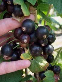 DESSERT TYPE CULTIVARS As a good example of blackcurrant cultivars fulfilling the requirements of dessert fruits can be listed:scottish cv.