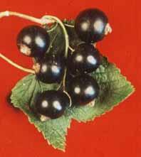 Dessert type blackcurrants for fresh Market Enhance the fresh fruit market Enrich the human diet with healthy fresh fruit Allow the grower to introduce innovative blackcurrant production technology