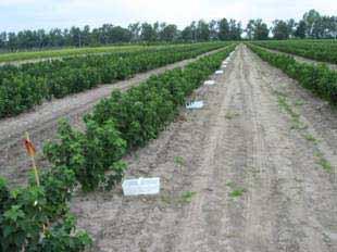 berries in g] Field resistance to American powdery mildew
