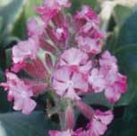 Prefers full sun; but tolerates partial shade. About 90 cm (36 ) high. Forms in clumps, spreading out to about 60 cm (24 ) across. Also called Checker Mallow.