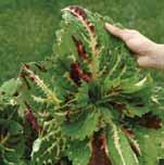 95 begonias Ideal for shady areas, this compact annual produces large showy flowers held high above the green foliage. About 20 to 25 cm (8 to 10 ) high. Start indoors early. Fibrous Rooted Begonia.