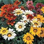 Gazania Grown as an annual, this variety is about 25 cm (10 ) and bears 5 cm (2 ) daisy-like flowers all summer. Ideal for borders and cut flowers. Prefers full sun. Start indoors.