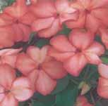 Larger blooms set against dark green foliage. Very early. About 25 to 30 cm (10 to 12 ) high. Pkt. (25 seeds) $2.50 Tr. Pkt. (300 seeds) $8.