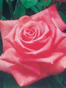 Roses rose Culture Choose a sunny location with free air circulation and rich well-drained soil. Soak the bushes in water 24 to 72 hours before planting.
