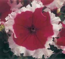 Celebrity Series. Floribunda Petunias that deserve star status! About 30 cm (12 ) high with large showy blooms on compact plants. Tolerates heat and humidity better than many others. Prices: Pkt. $1.