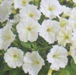 95 Daddy Petunias. 35 to 40 cm (14 to 16 ) high with large blooms. Pkt. $1.95, Tr. Pkt. (500 seeds) $5.