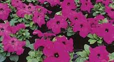 About 20 cm (8 ) high, with a plant spread of about 60 cm (24 ). Holds up well in wet weather. Color is very uniform. Pelleted seed. Pkt. (12 to 15 seeds) $4.95, Pkt. (100 seeds) $23.