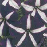Phlox An annual, very easy to grow, suitable for borders, window boxes, or rockery. It prefers full sun and withstands heat well. Blooms all summer if faded flowers are removed.