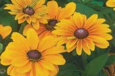 Ratibida Also known as Prairie Coneflower, this perennial is native to the Prairies. About 60 cm (24 ) high, with flower heads of yellow petals spreading out like sun rays.