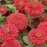 (15 seeds) $3.95 Profusion Series. About 30 to 45 cm (12 to 18 ) tall with a profusion of single flowers 5 to 7.5 cm (2 to 3 ) wide. Free flowering; no deadheading required.