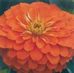 50 1158 Double Cherry 1150 Giants of California. 65 to 75 cm (26 to 30 ) high with large double dahlia-style blooms up to 12 cm (5 ) across. Excellent color range in this formula blend.