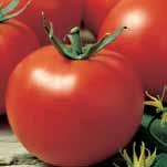Fantastic will start producing early and keep on doing so all season. Disease resistant. Should be staked. Indeterminate. Pkt. (20 seeds) $1.50, Pkg. (300 seeds) $14.95, Pkt. (500 seeds) $21.