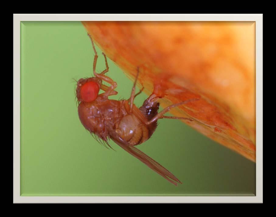 Spotted Wing Drosophila: SWD Stemilt Cherry Grower