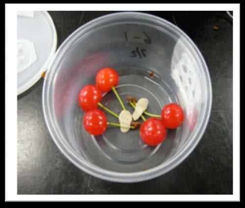 SWD Field-Lab Bioassay (cherry fruit) P.