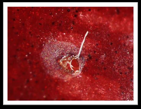 SWD Field-lab bioassay (fruit, larval mortality) P.