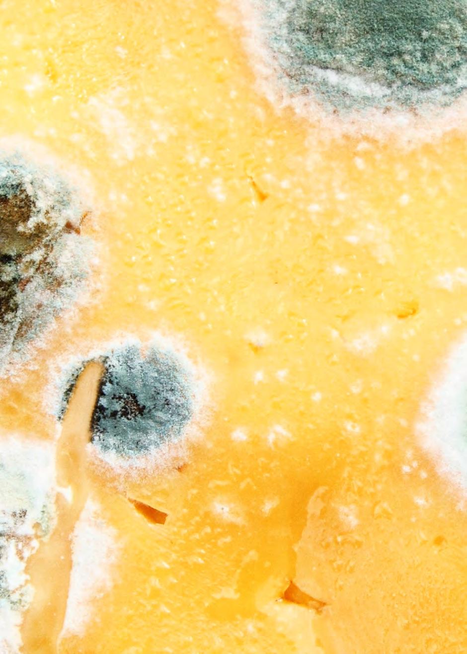 Is it safe to eat mouldy food? The humid climate in New Zealand means that our food is prone to growing mould. If there is mould on my food, do I have to throw it away?