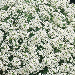 1 Alyssum Lobularia maritima Snow Crystals White 2-6 tall by 4-6 wide Basil Genovese Basil White flowers Beet Red Ace