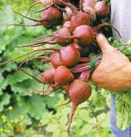 The best all-around red beet. Rapid growth, sweet flavor, and tenderness are the characteristics of Red Ace.
