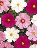 2 Cosmos Cosmos bipinnatus Sonata Mix Mixed 24-30 tall by 18 wide Beautiful and bright summer flowers -
