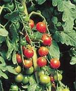 Tomato - Cherry Lycopersicon esculentum Sweet Million Red indet tall by 24 wide Dark red fruit, disease resistant