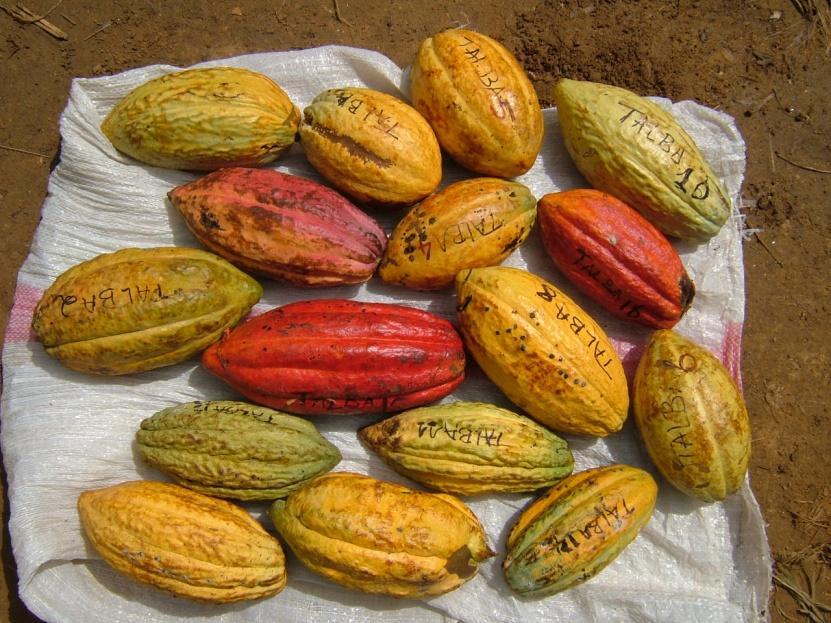 Genetic origin of cocoa cultivated in Cameroon Results from a recent