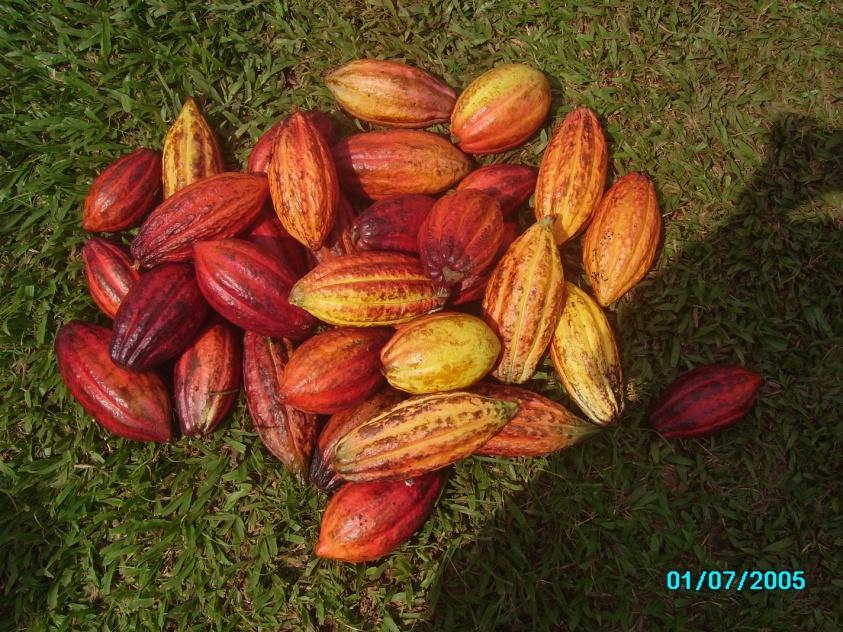 sampled in cocoa farms in Cameroon 40% of the trees with at least one