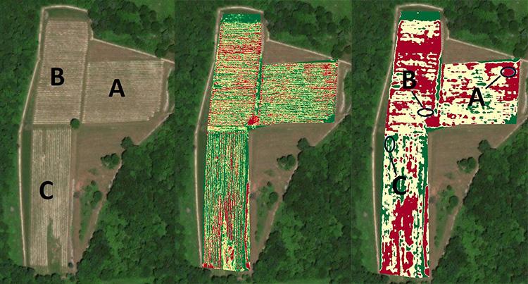 Figure 1. Seyval blanc vineyard in the Hudson Valley. The vineyard (left) is divided into three blocks. A vineyard drone was used to provide the raw NDVI image (center).