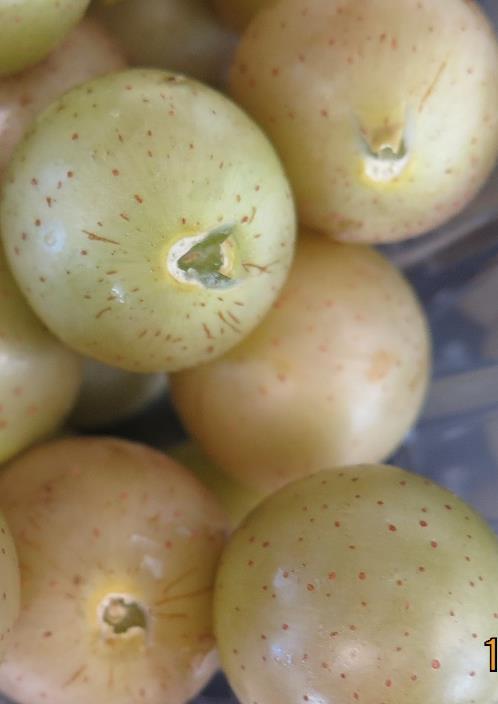 Processing muscadines Usually smaller than fresh Most common: Carlos and Doreen (bronze), Cowart (black), Noble (black), can also have red Stem scar often not dry Often softer