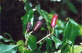LOCAL NAMES Amharic (k'rinfudm); Arabic (qaranful); Burmese (ley nyim bwint,layhnyin); Chinese (ding heung,ting hsiang); Dutch (kruidnagel); English (clove tree); French (giroflier,clou de girofle);