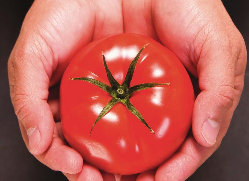 Tomatoes : Storage, Handling, & Merchandising Basic Tomato Handling Practices The Importance of Storage Temperatures