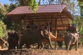 4. Maesa Elephant Camp Overview Maesa is home to the largest assembly of domesticated elephants in northern Thailand.