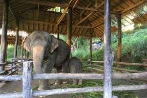Seated riding experiences Key Information 79 elephants Large area of land separated for different activities: riding, training and care center Founded in 1976 Located in Chiang Mai