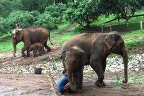 Founded in 2001 Located in Chiang Mai Visitors observe from viewing platform Experiences Available Mahout and