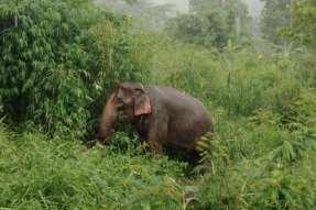 elephants Cons Use of bullhooks Mahouts act aggressively with elephants Elephant