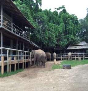 7. Elephant Nature Park Overview The aim of Elephant Nature Park is to provide a sanctuary and acts as a rescue and
