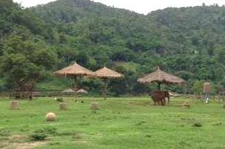feeding Experiences Available Observation guests can observe as elephants roam freely in the enclosure Elephant Bathing