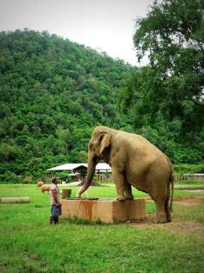 The camp is associated with the Save the Elephant Foundation Cons Popular with mass tourists Walls around the
