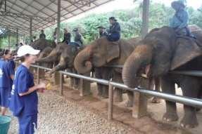 8. Baan Chang Elephant Park Overview The park offers hands-on experiences where guests are able to participate in