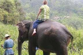 Elephant Riding learn basic commands and ride by elephant back for about 30 minutes Private